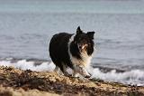 SHETLAND 828